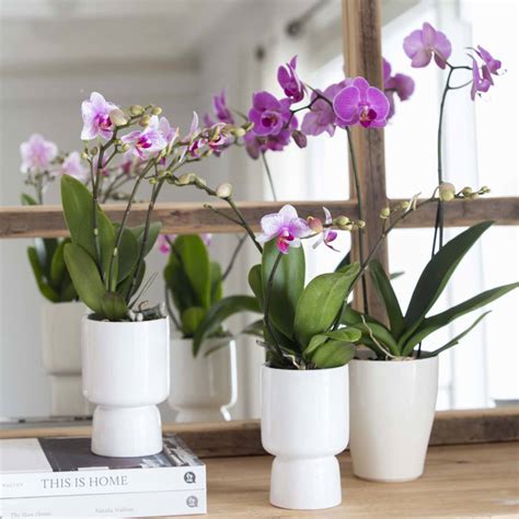 5 orquídeas RARAS y elegantes que seguramente no conoces