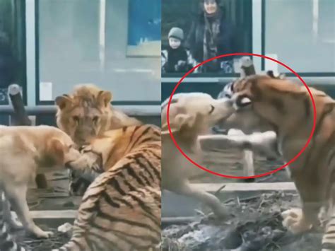 Tiger and Dog Fight : कुत्रा आणि वाघाची भयंकर लढाई; पाहून सिंहाने ठोकली ...