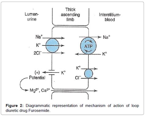 Mechanism Of Action Of Furosemide