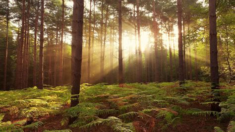 Forest Sunrise Wallpapers - Top Free Forest Sunrise Backgrounds ...