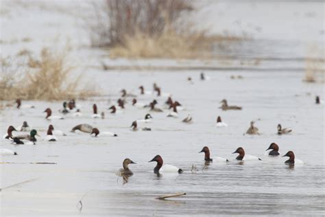 Canvasback Ducks – Wildlife In Nature