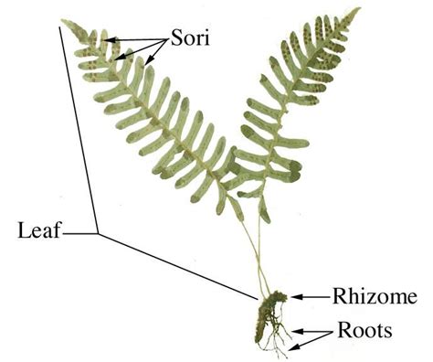 ‎Labeled fern sporophyte - UWDC - UW-Madison Libraries