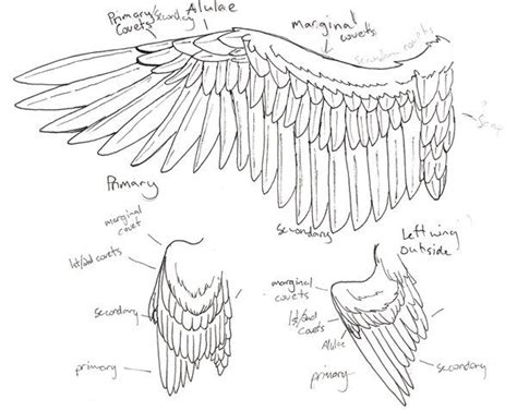 wing anatomy by Niffler13 on deviantART | Wings drawing, Wing anatomy ...