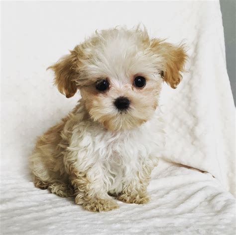 Teacup Maltipoo Puppy! Male | iHeartTeacups