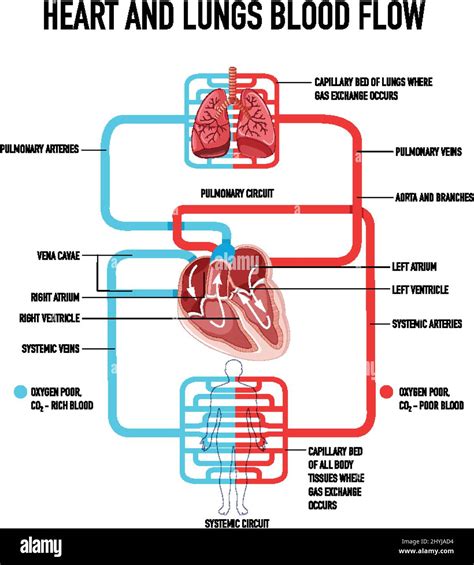 Artistic lungs Cut Out Stock Images & Pictures - Alamy