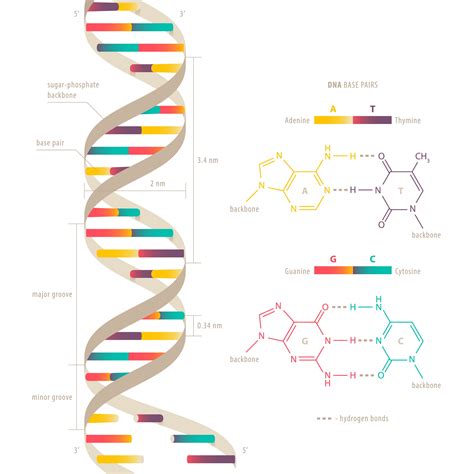 Describe the Double Helix Shape of Dna - Rudy-has-Mcclain