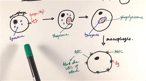 AS Biology - Phagocytosis (OCR A Chapter 12.5) - YouTube