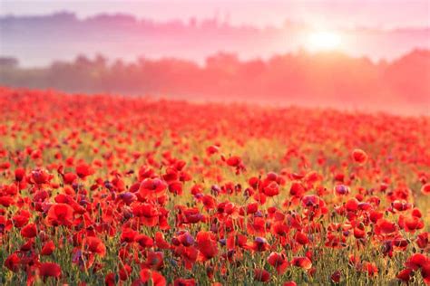 Ultimate Guide Poppy Flower Meaning, Types and Uses - Petal Republic