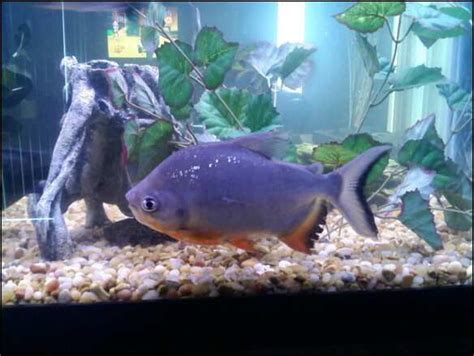 Cultivating a Tank for Red Bellied Pacus - RateMyFishTank.com