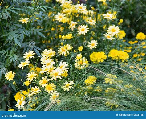 Yellow garden Daisy stock photo. Image of decorative - 120313268