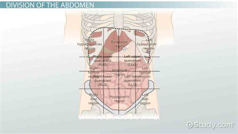 Picture Of Abdominal Quadrants | MedicineBTG.com