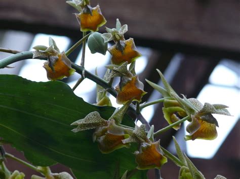 Catasetum fimbriatum (Cultivated- USA) – eFlora of India