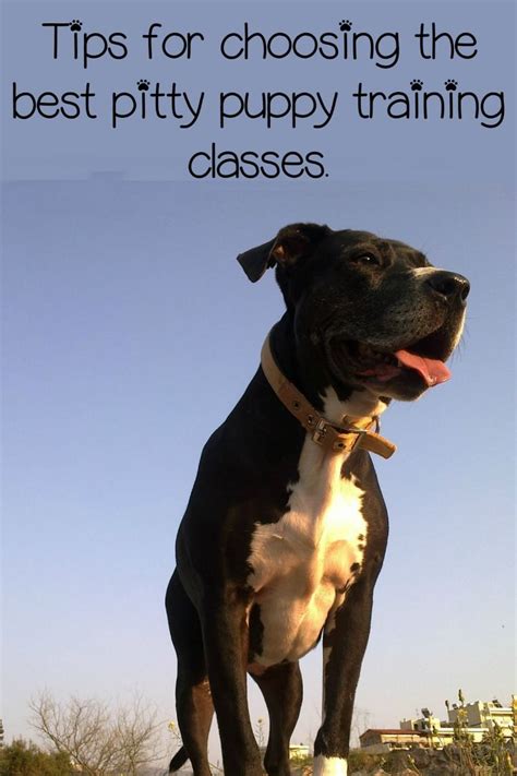 Our Top Pitbull Puppy Training Tips - DogVills