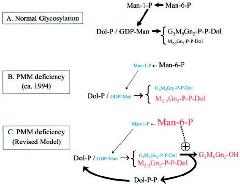 Proposed metabolic consequences of PMM deficiency on the dolichol ...