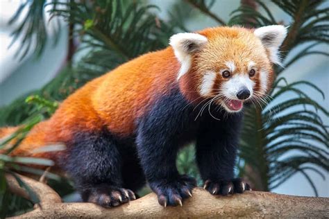 Red Panda Tour India | Singalilia National park