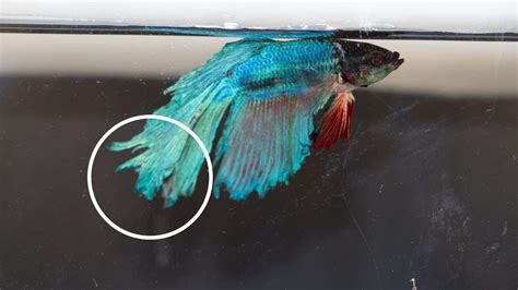 Restoring the Grace of Your Betta: Essential Tips to Heal Fin Rot