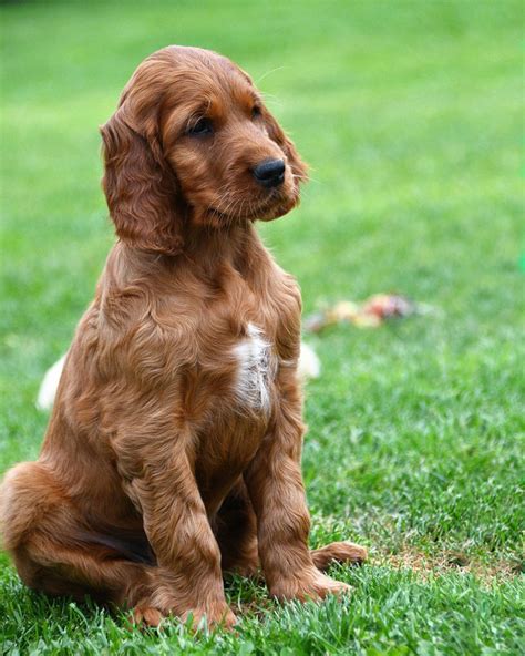 Irish Setter Puppies Uk - Puppy And Pets