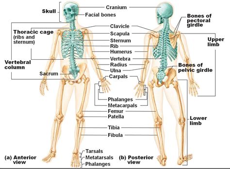 Human Skeletal System Diagram - Health Images Reference