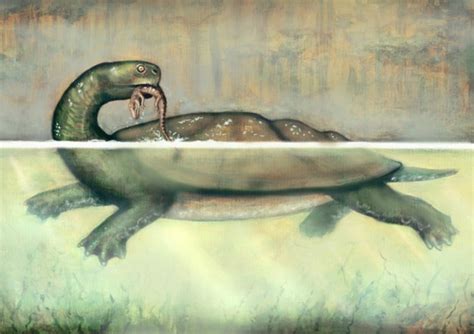 Huge Turtle Was Titanoboa’s Neighbor