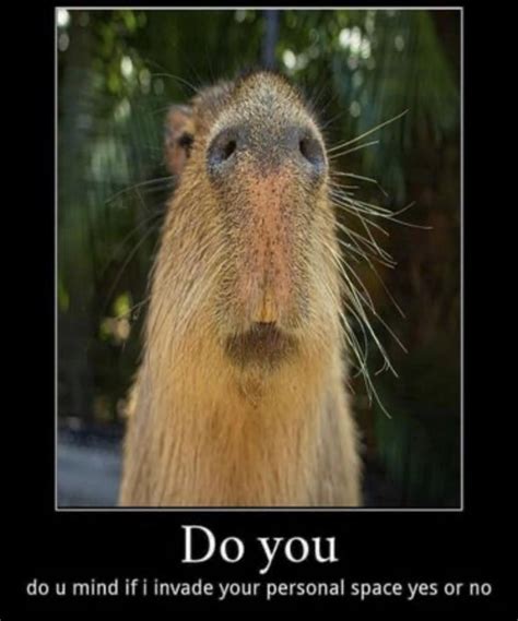 16 Capybara Memes, Both Funny And Cute | Capybara, Capybara pet, Memes