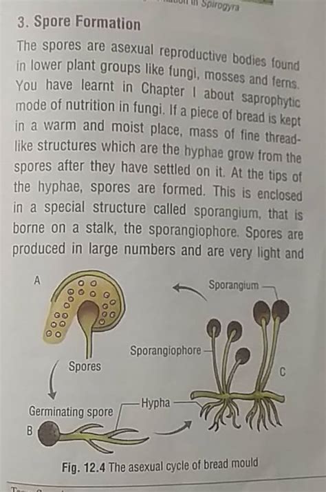 3. Spore Formation The spores are asexual reproductive bodies found in lo..