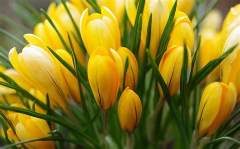 wallpaper crocus, yellow, flower HD : Widescreen : High Definition ...