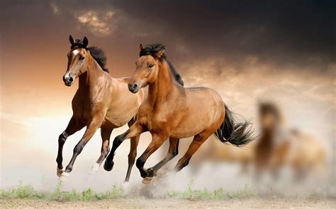 537 Running Horse Wallpaper Hd Free Download Images - MyWeb