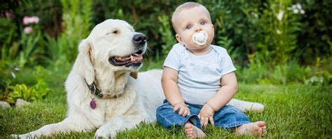 Preparing Your Dog for a New Baby | Four Paws