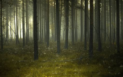 Forest with fog during daytime HD wallpaper | Wallpaper Flare