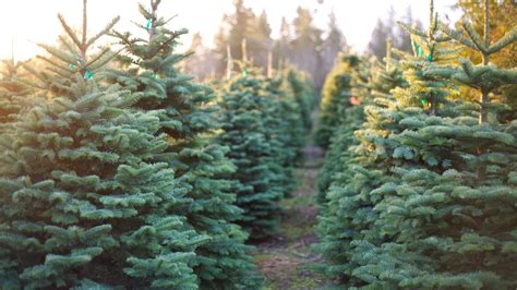 Christmas tree farms around the Capital Region