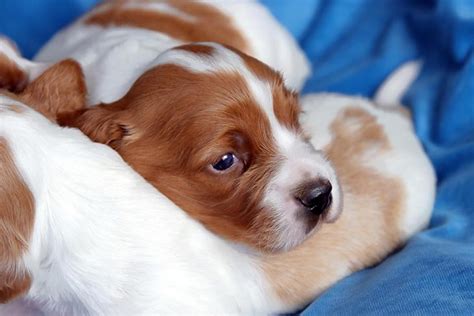 Irish Red And White Setter Puppies For Sale In Montana