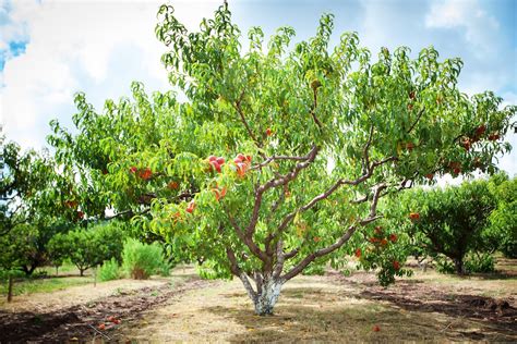 How to Grow a Peach Tree | Kellogg Garden Organics™