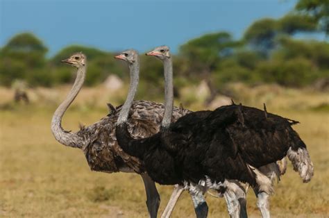 The History of Ostrich Domestication