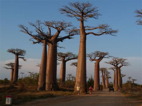 Southern Africa's ancient Baobab trees are dying | News | phillytrib.com