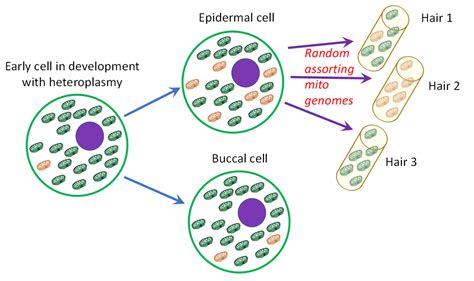 Genes | Free Full-Text | Reducing the Number of Mismatches between ...