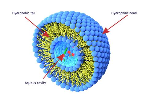 Liposome Nanoparticle | Liposome Monitoring