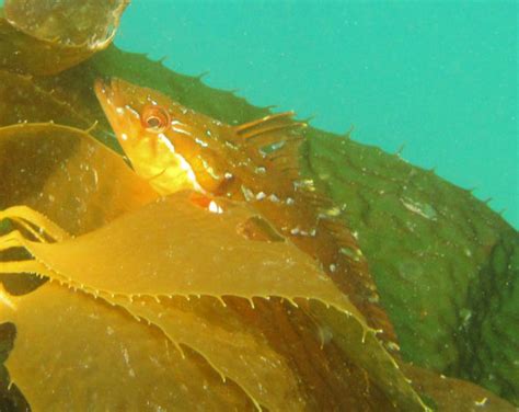 Giant Kelpfish | Mexico – Fish, Birds, Crabs, Marine Life, Shells and ...