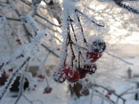 Broad Branch Farm: Winter Scenes and Farm News