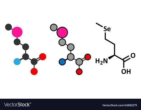 Selenomethionine amino acid molecule selenium Vector Image