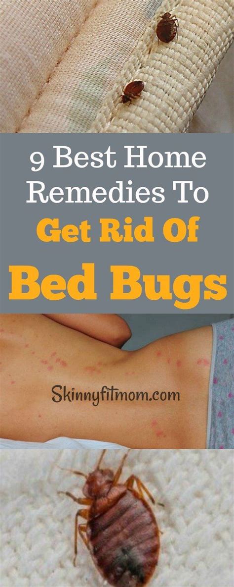 Does Water Kill Bed Bugs - Cool Product Critiques, Specials, and ...