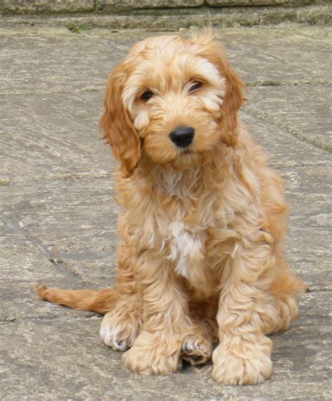 Cockapoo - Puppies, Rescue, Pictures, Information, Temperament ...