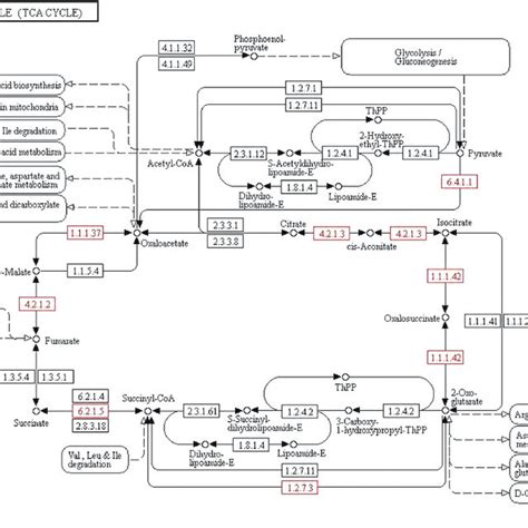 The comparison of CO 2 fixation pathway enzymes (ko00710) between M ...