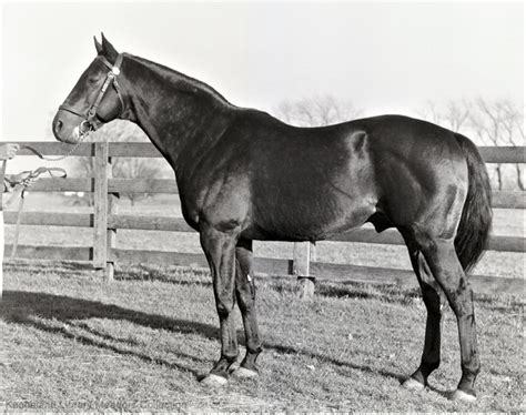 War Admiral Horse Profile - TwinSpires Horse Racing | Bet Online with ...