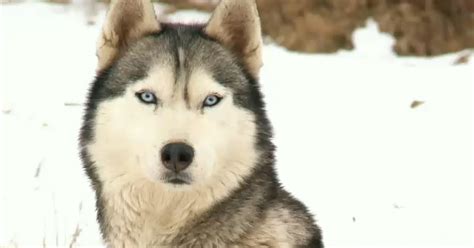 Husky siberian, câinele Nordului | Digi24