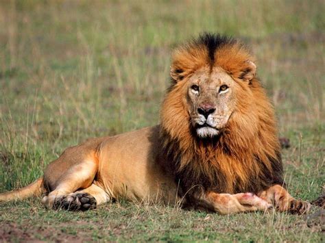 African Lions Have Been Added To The U.S.’ Endangered Species Act ...