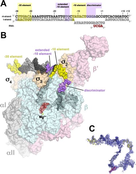 Structure of a bacterial RNA polymerase holoenzyme open promoter ...