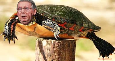 Are the Post Turtle’s days numbered? :: GoWilkes - The Community ...