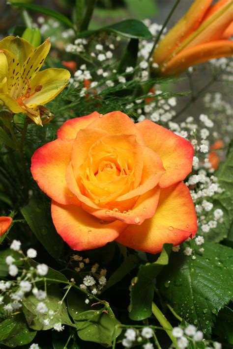 5 Outrageously Helpful Tips on Taking Care of Floribunda Roses Rose ...