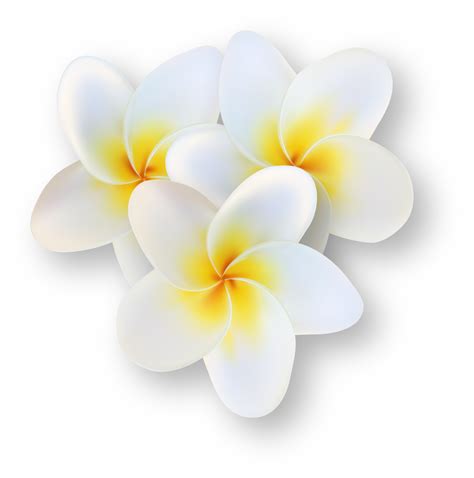 Plumeria Flower Png Flower Png Images Hd Png Image Transparent Png ...