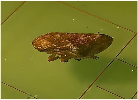 Microbiology Research | Free Full-Text | Xylella fastidiosa: A Glimpse ...